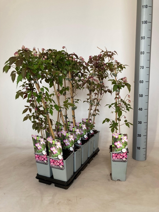 <h4>CLEM MO FREDA</h4>