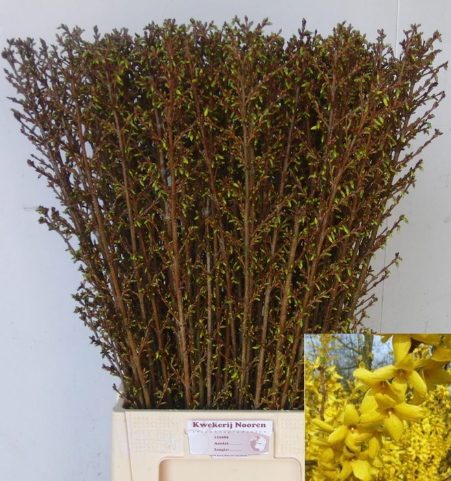 <h4>FORSY I SPECTABILIS</h4>