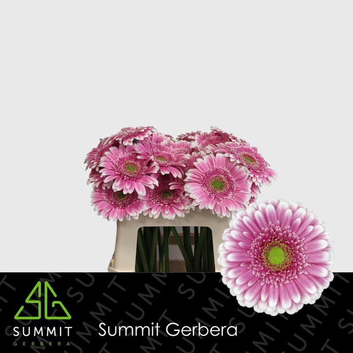 <h4>Gerbera Finley Water</h4>