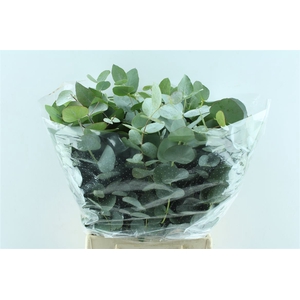 Euca Cinerea Short 150 Gram