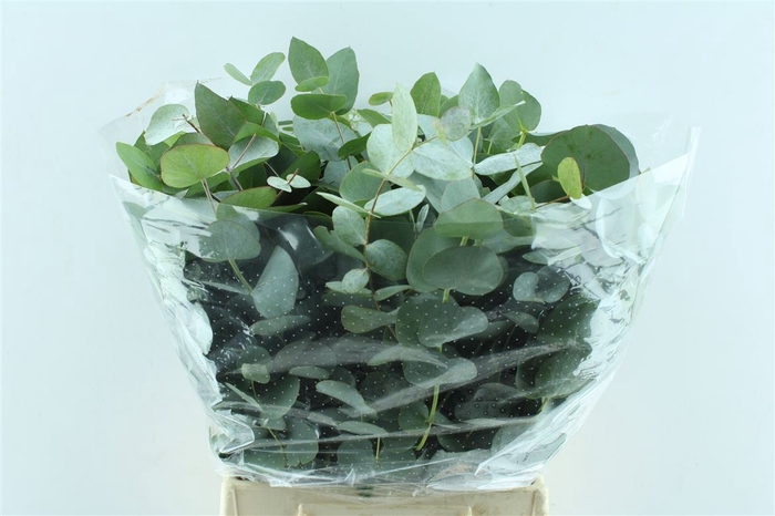 <h4>Euca Cinerea Short 150 Gram Promo</h4>