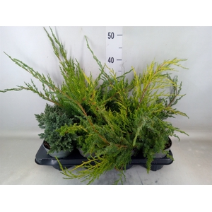 Juniperus   ...