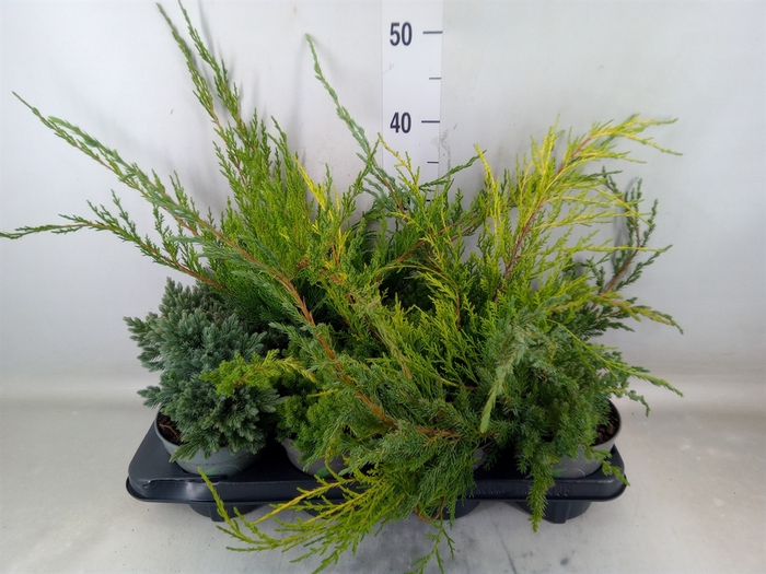 <h4>Juniperus   ...</h4>