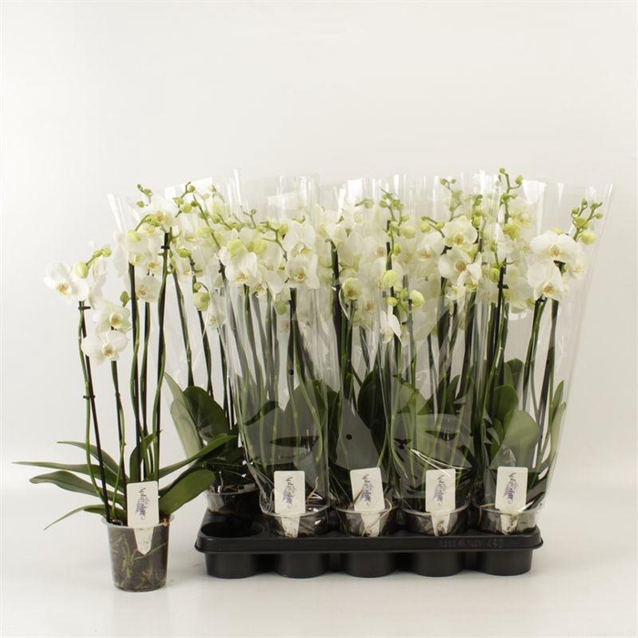 <h4>PHAL OV WIT</h4>