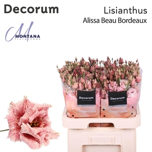 Lisianthus Dye Alissa beau bordeaux