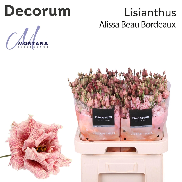 <h4>Lisianthus Dye Alissa beau bordeaux</h4>
