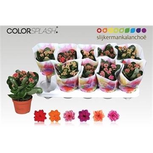 .Kalanchoe blossfeldiana gevuld gemengd 6 kleuren