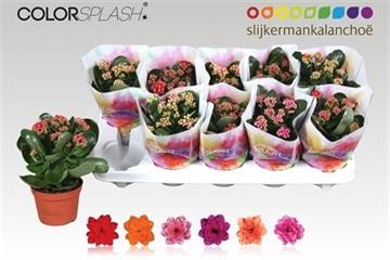 <h4>.Kalanchoe blossfeldiana gevuld gemengd 6 kleuren</h4>