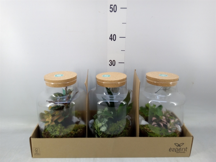 <h4>Arr.   Planten H%</h4>
