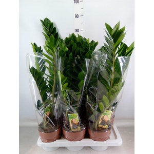 Zamioculcas zamiifolia