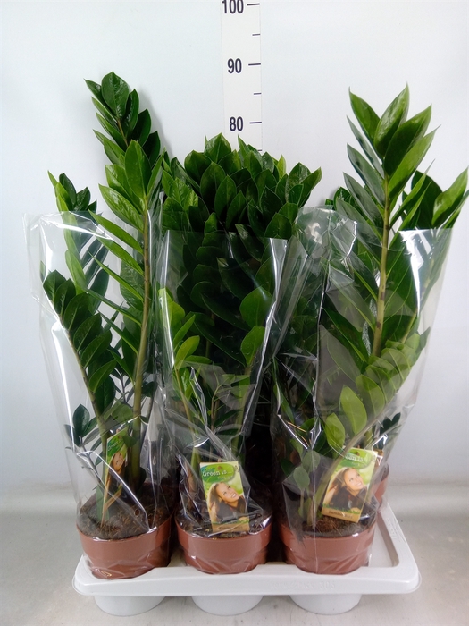 <h4>Zamioculcas zamiifolia</h4>