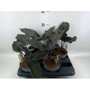 Alocasia   ...