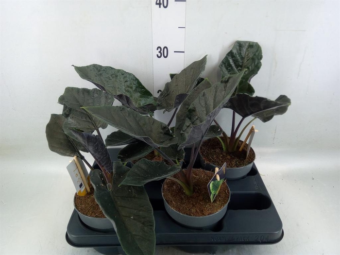 <h4>Alocasia   ...</h4>