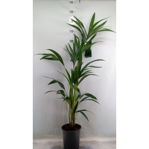Howea forsteriana