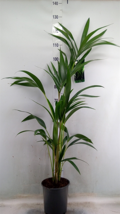 <h4>Howea forsteriana</h4>