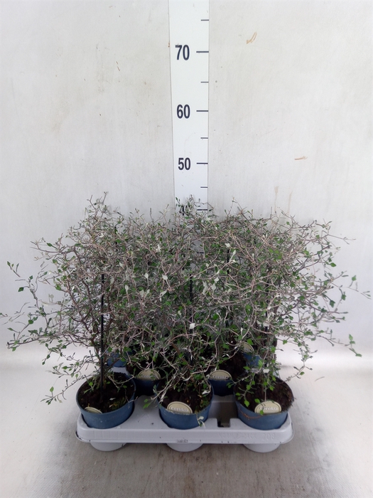 Corokia cotoneaster