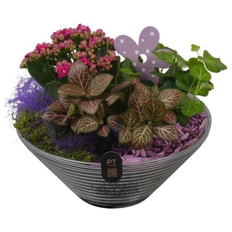 <h4>PTIG2657 Arrangementen kamerplanten</h4>