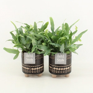 Phlebodium A Blue Star in Maya Keramiek