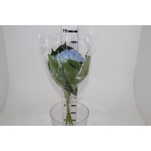 HORTENSIA 050 CM AZUL