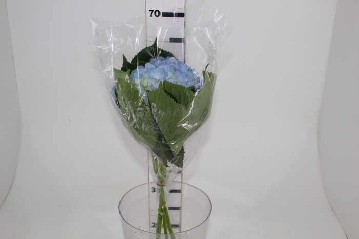 <h4>HORTENSIA 050 CM AZUL</h4>