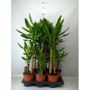 Dracaena frag. 'Steudneri'