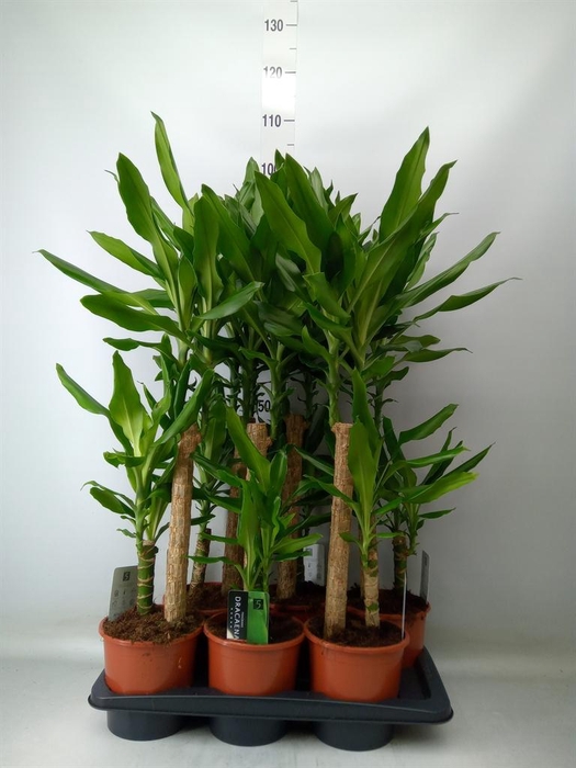 <h4>Dracaena frag. 'Steudneri'</h4>