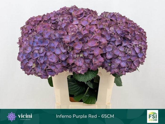 <h4>HYDR M MY INFERNO</h4>