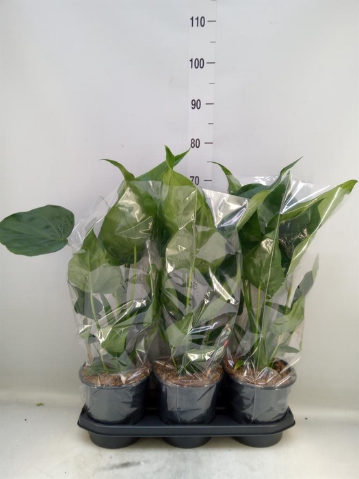 <h4>Alocasia cucullata</h4>