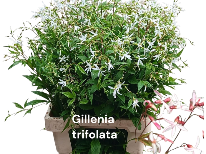 <h4>GILLENIA TRIFOLIATA</h4>