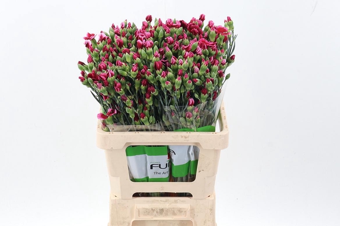 <h4>Di Tr Solomio Sem X20</h4>