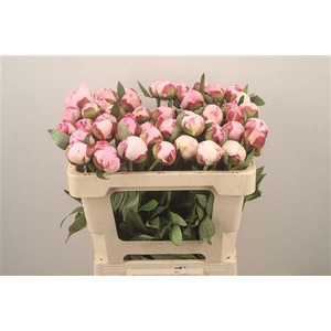 Paeo Sarah Bernhard Pink