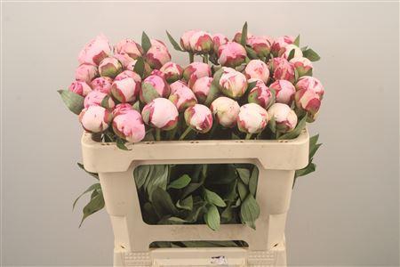 <h4>Paeo Sarah Bernhard Pink</h4>