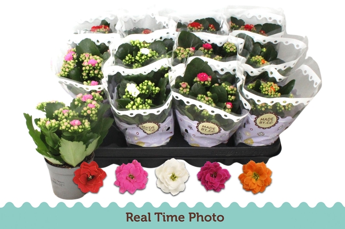 <h4>KAL GE GEM 5 KL</h4>