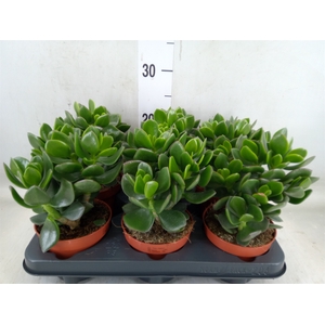 Crassula  'Hulk'