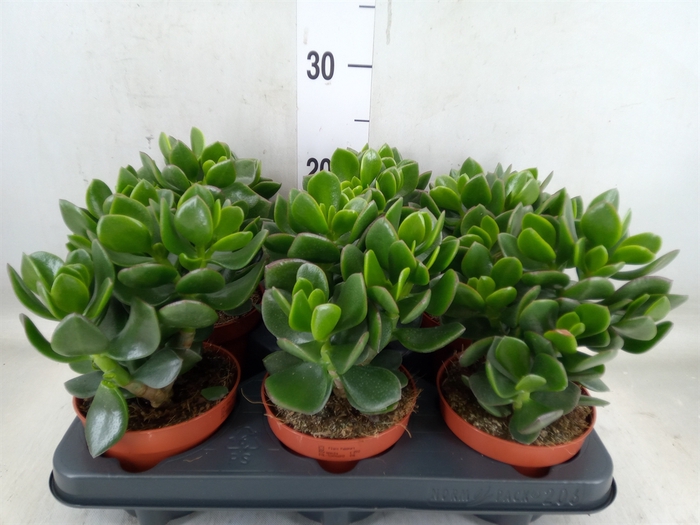 <h4>Crassula  'Hulk'</h4>