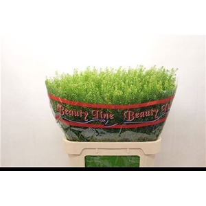 Lep Vi Green Dragon