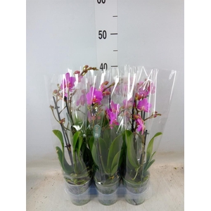 Phalaenopsis multi. 'Pink Flamingo'