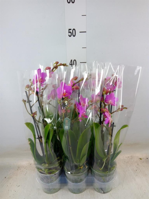 <h4>Phalaenopsis multi. 'Pink Flamingo'</h4>