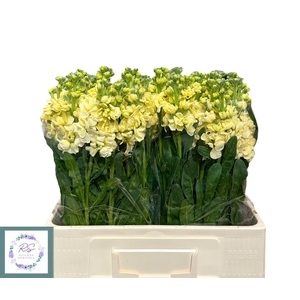 MATTH IRON YELLOW