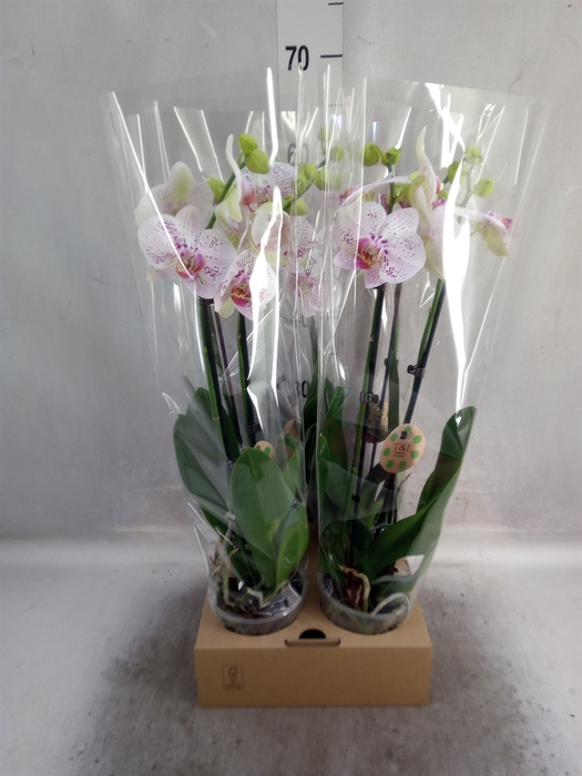 <h4>Phalaenopsis  'Bohemian Goya'</h4>