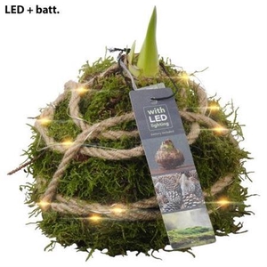 Hipp Mos Led Red White Edition