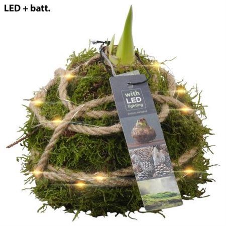 <h4>Hipp Mos Led Light White Edition</h4>