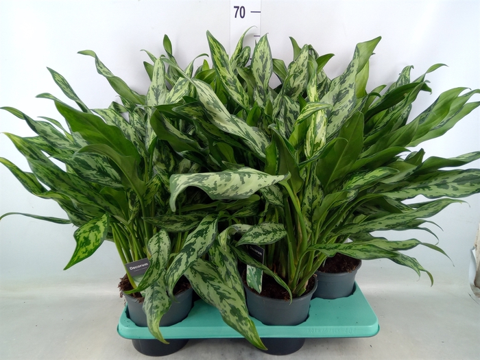 <h4>Aglaonema   ...</h4>