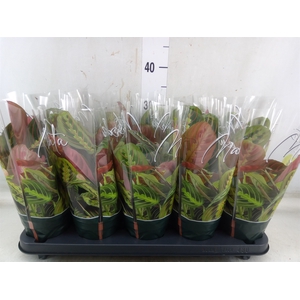 Maranta leuc. 'Fascinator'