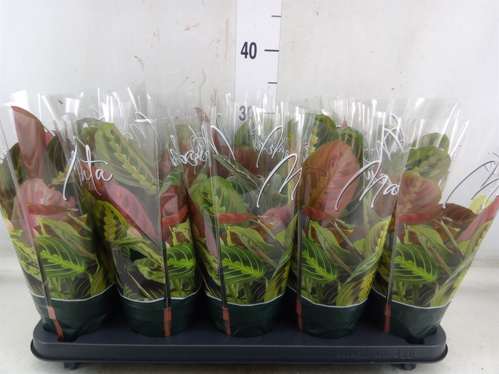 <h4>Maranta leuc. 'Fascinator'</h4>