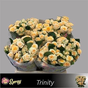 R Tr Trinity