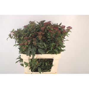 VIBURNUM TINUS RED SPIRIT*