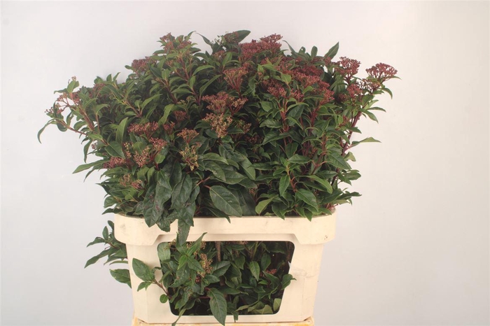 <h4>Viburnum Tinus Red Spirit</h4>