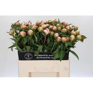 Paeonia Catharina Fontijn