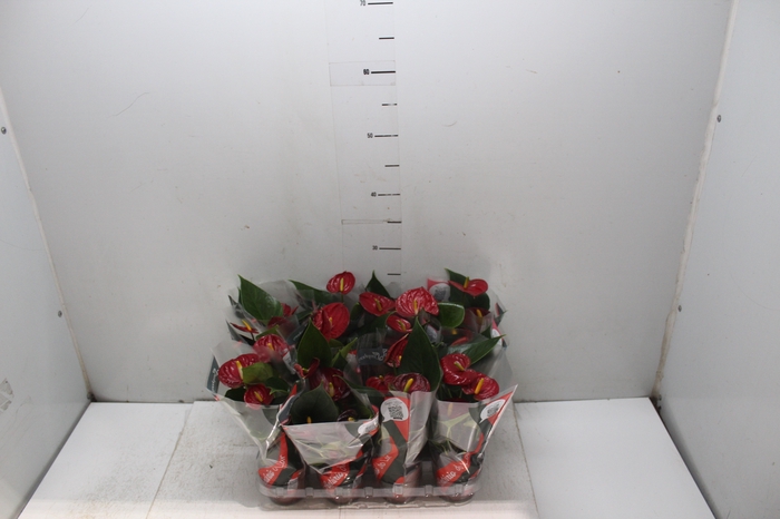 <h4>ANTHURIUM RED SUCCESS P09</h4>